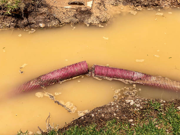 Best Water damage restoration mold remediation  in St Joseph, MI